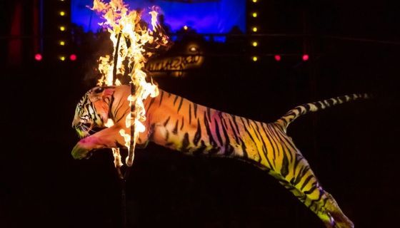 Цирк «Новогодняя Феерия»