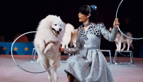 Цирк «Новогодняя Феерия»