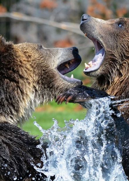 Экскурсия и посещение выставки «Животный мир Томской области»