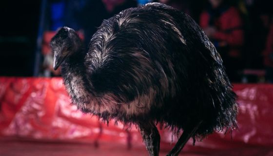 Цирк-шапито «Маска»